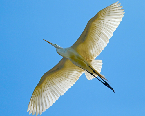 Ron Shields Great Egret 207A9509 (1)