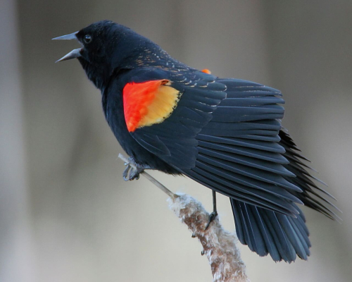 5_Red-winged-Blackbird-male_Ted-Schroeder_Cornell-Lab-of-Ornithology