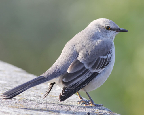 Northern mockingbird wrightJPG