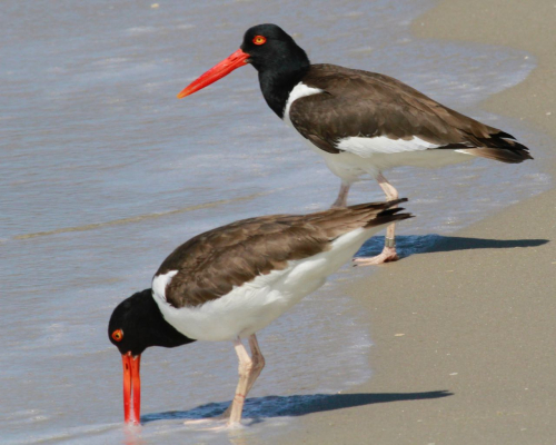 2 JWright Oystercatcher