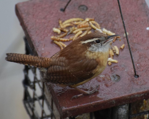 Dilger Carolina Wren mealworms)