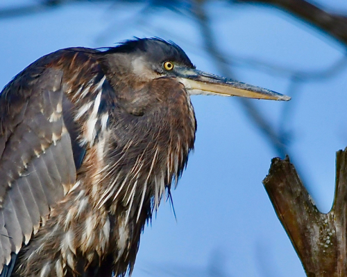 Great Blue Heron Thomas Chung