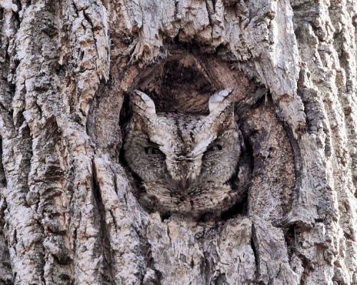Kevin Watson screech owl
