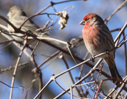 Finch IMG_9989 (4)