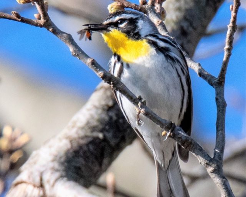 JPastore yellow-throated warblerjpeg (1)