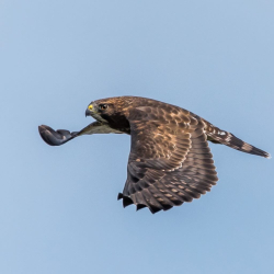 Soehnlein 2017K  Broad-winged Hawk