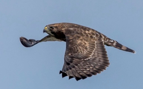 Soehnlein broad-wing Stateline