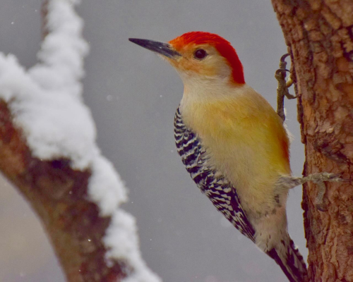 Dilger red-bellied woodpecker woodpecker  rb my yard snow      cc31017DSC_0108(1) (1)