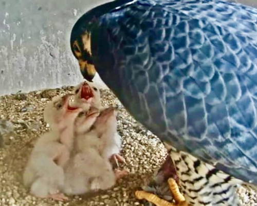 Peregrine cam CWF1 (1)