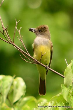 Battersby Great-Crested Flycatcher-001