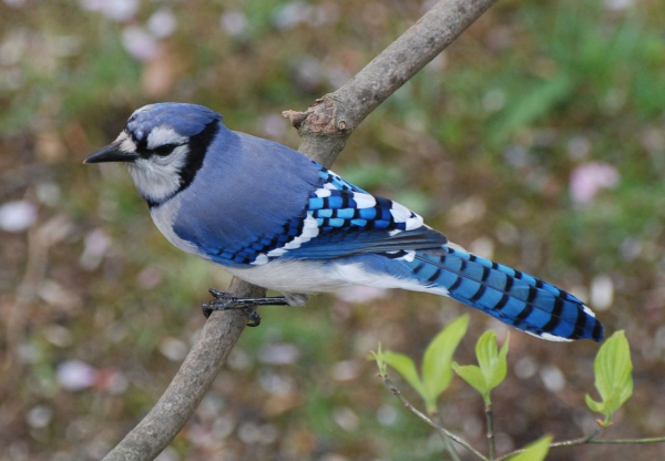 Bluejay at my window 050108 eye2 (1)