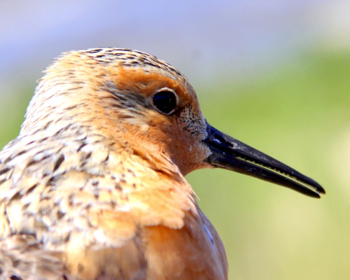 JW red knot IMG_2108-001 (2)