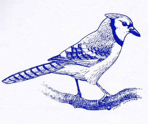 Lloyd Sandford blue jay 1jpeg(1)
