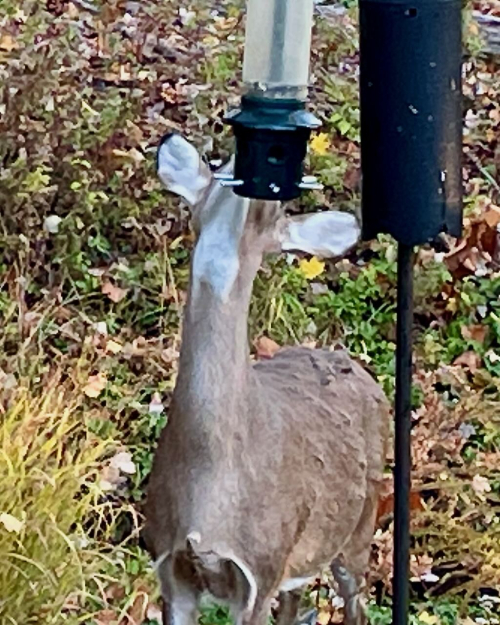 JWright deer feeder IMG_0044 (1)
