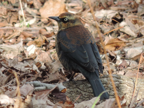 Rich Brown Rusty Blackbird DSCN1732