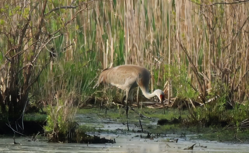 Sandhill crane 3-topaz