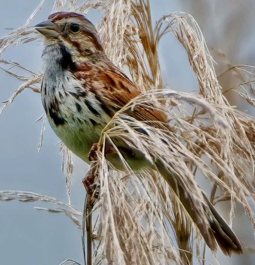 124 copyRSVSongSparrowFIN