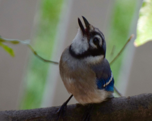 Blue jay  my yard young one DSC_0849(1)
