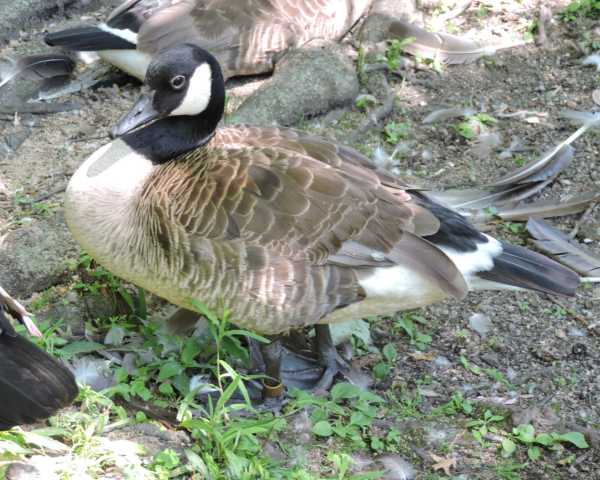 Banded Canada Goose jwright