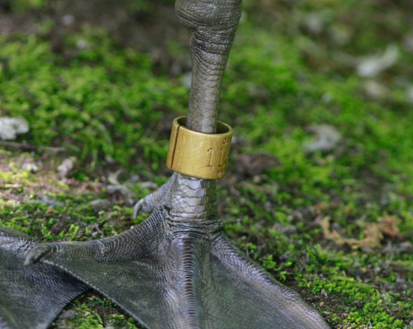 Canada goose band jwright