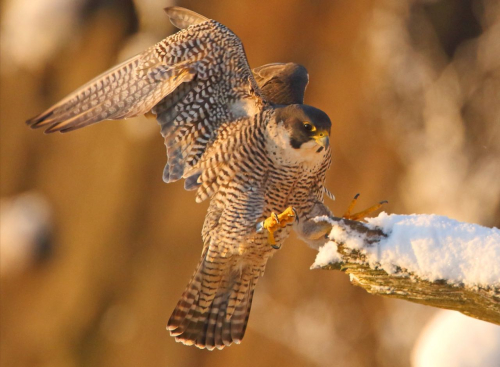 Screen Shot 2021-10-22 at 6.13.04 PM