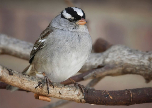 Jill Weiss White Crowned Sparrow (1)