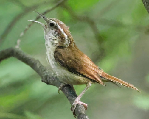 Pomerantz carolina wren