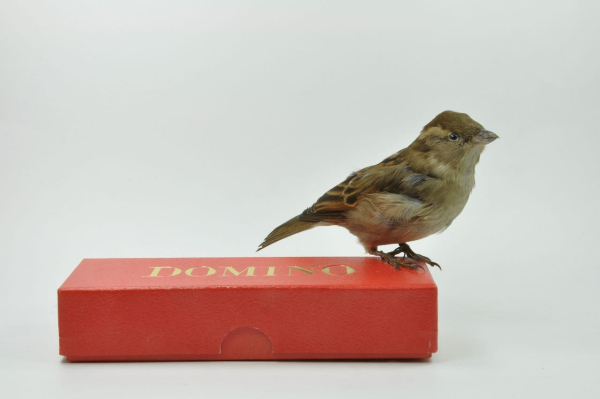 Dominomus_collectieHetNatuurhistorisch