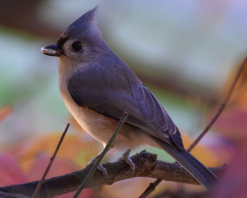 TITMOUSE  MY YARD WITH TONGUE 11 3 18 DSC_0450 2