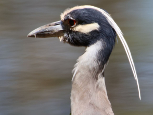 JWRight YC Night Heron 842A9933 (3)