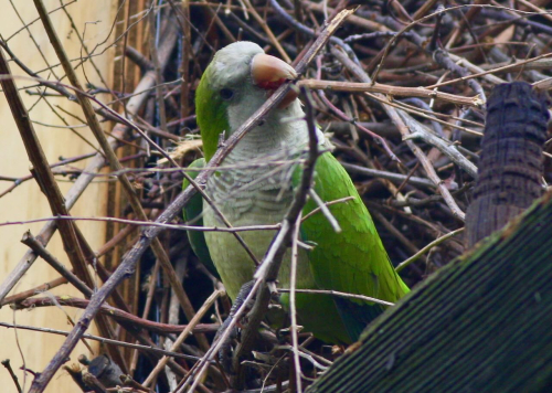Monk Parakeet JW(1)