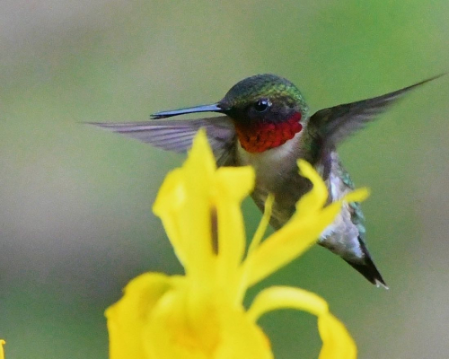 Darlene de Santis hummingbird 5.24 (2)