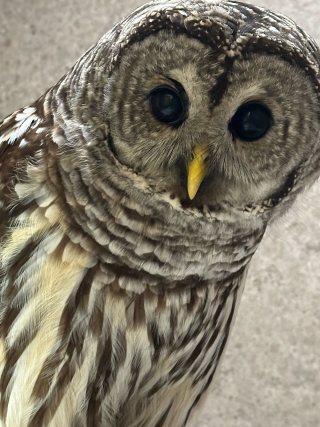 Barred Owl Sam Russo(1)