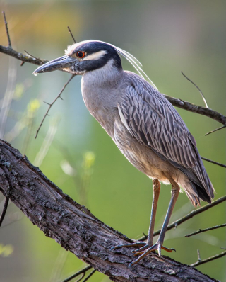 Pastore YCNH _7802865 (1)