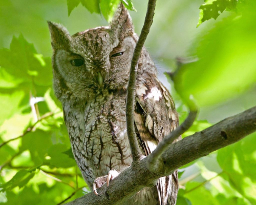 J Barrack Screech Owl  gray phase (1)