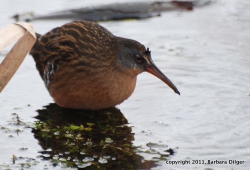 Rail, Virginia CF12911DSC_0064_crop.JPG