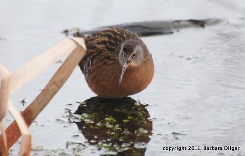 Rail, Virginia CF 12911DSC_0061_crop