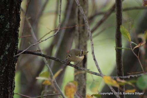 KINGLET, RC MALE W RED SHOWINGDSC_0129