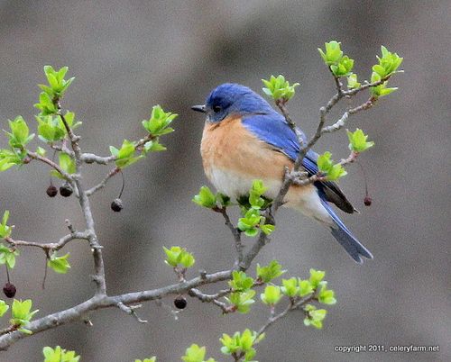 Bluebird scherman