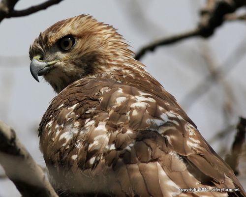 Red-tail jw