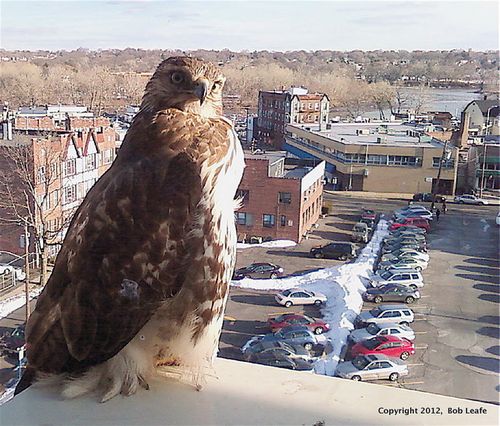 �Bob Leafe Cell photo5068a-1