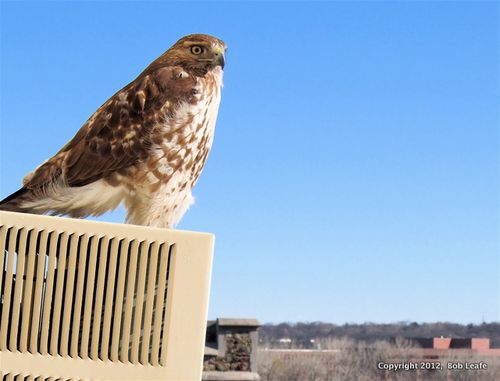 �Bob Leafe IMG_0266 2-15-11