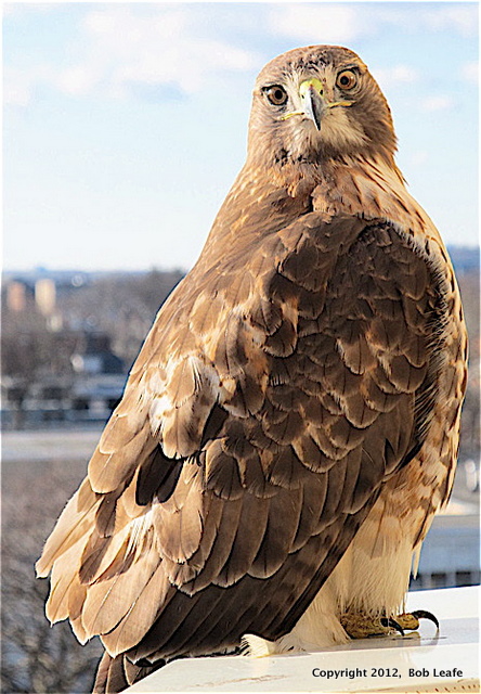 �Bob Leafe IMG_1786 Hammy