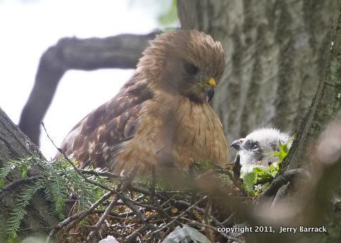 Allendale red-shoulder 0511-1