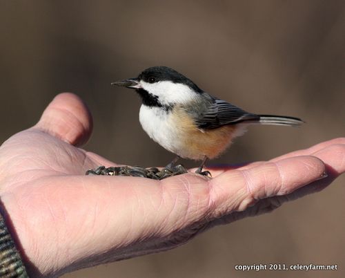 Jw chickadee-1
