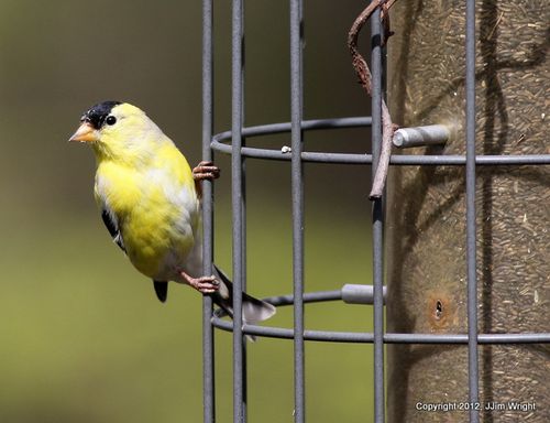 Jw Goldfinch