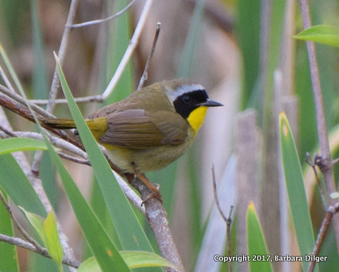 1-Dilger common-yellowthroat