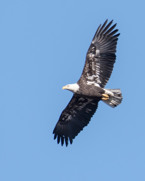 Eagle Festival NBL-BAEA-12A
