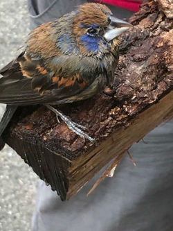 image from https://s3.amazonaws.com/feather-client-files-aviary-prod-us-east-1/2018-05-31/39a4e9dc-ec96-4fb8-af03-b83faa2de8e3.png