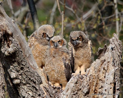 Barrack owlets-001